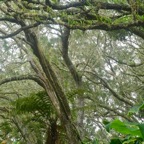 Acacia heterophylla Tamarin des hauts Fabaceae Endémique La Réunion 738.jpeg